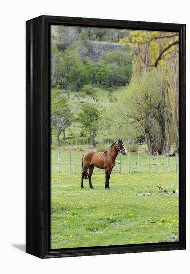 Chile, Aysen, Cerro Castillo. Horse in pasture.-Fredrik Norrsell-Framed Premier Image Canvas