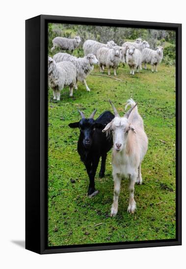 Chile, Aysen. Goats and sheep out to pasture at a campo.-Fredrik Norrsell-Framed Premier Image Canvas