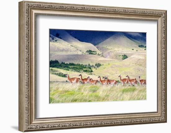 Chile, Aysen, Patagonia National Park, Valle Chacabuco. Herd of Guanaco.-Fredrik Norrsell-Framed Photographic Print