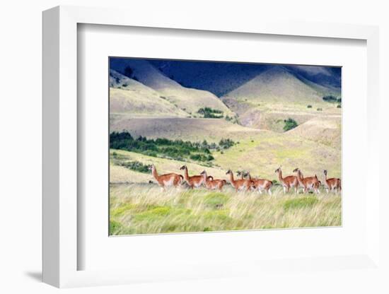 Chile, Aysen, Patagonia National Park, Valle Chacabuco. Herd of Guanaco.-Fredrik Norrsell-Framed Photographic Print
