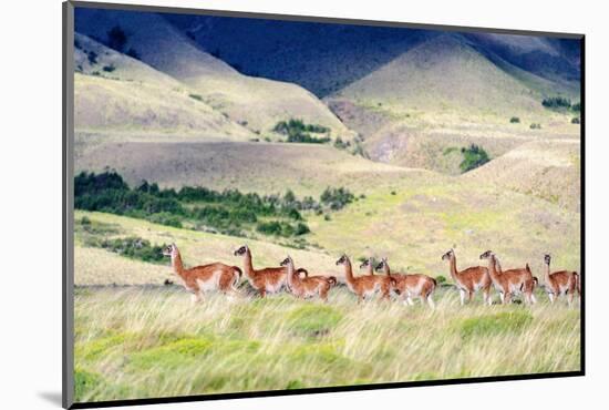 Chile, Aysen, Patagonia National Park, Valle Chacabuco. Herd of Guanaco.-Fredrik Norrsell-Mounted Photographic Print