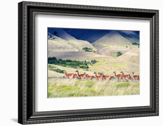 Chile, Aysen, Patagonia National Park, Valle Chacabuco. Herd of Guanaco.-Fredrik Norrsell-Framed Photographic Print
