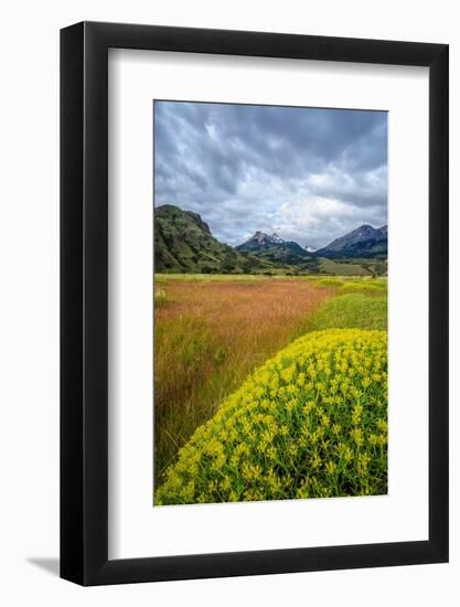 Chile, Aysen, Patagonia NP, Valle Chacabuco. Landscape with spiny Neneo plants in the foreground.-Fredrik Norrsell-Framed Photographic Print