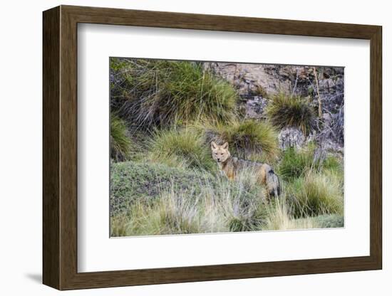 Chile, Aysen, Valle Chacabuco. Fuegian Fox in Patagonia Park.-Fredrik Norrsell-Framed Photographic Print