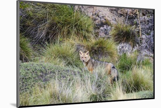 Chile, Aysen, Valle Chacabuco. Fuegian Fox in Patagonia Park.-Fredrik Norrsell-Mounted Photographic Print