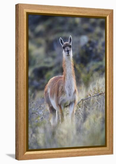 Chile, Aysen, Valle Chacabuco. Guanaco in Patagonia Park.-Fredrik Norrsell-Framed Premier Image Canvas
