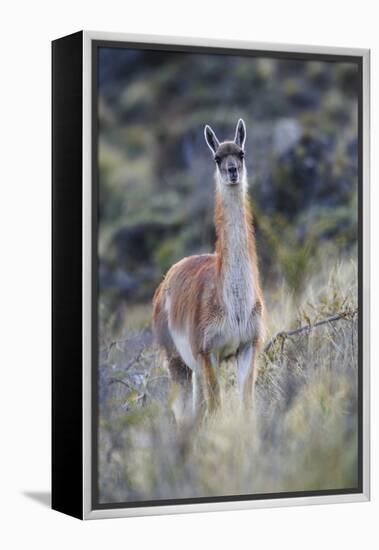 Chile, Aysen, Valle Chacabuco. Guanaco in Patagonia Park.-Fredrik Norrsell-Framed Premier Image Canvas