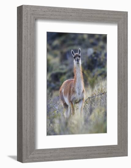 Chile, Aysen, Valle Chacabuco. Guanaco in Patagonia Park.-Fredrik Norrsell-Framed Photographic Print