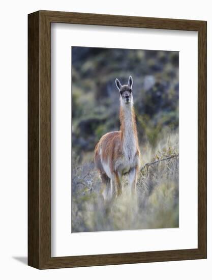 Chile, Aysen, Valle Chacabuco. Guanaco in Patagonia Park.-Fredrik Norrsell-Framed Photographic Print