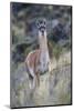 Chile, Aysen, Valle Chacabuco. Guanaco in Patagonia Park.-Fredrik Norrsell-Mounted Photographic Print