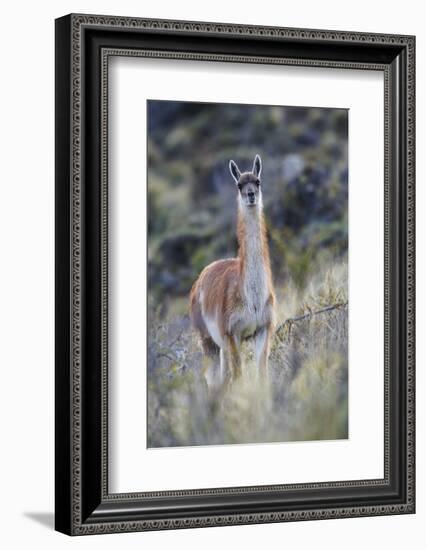 Chile, Aysen, Valle Chacabuco. Guanaco in Patagonia Park.-Fredrik Norrsell-Framed Photographic Print