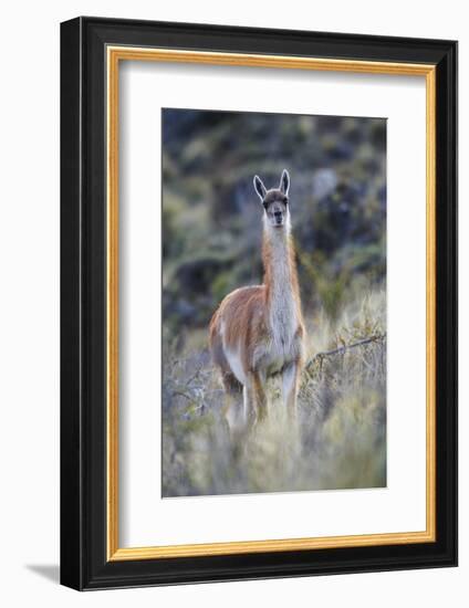 Chile, Aysen, Valle Chacabuco. Guanaco in Patagonia Park.-Fredrik Norrsell-Framed Photographic Print