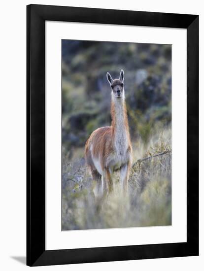Chile, Aysen, Valle Chacabuco. Guanaco in Patagonia Park.-Fredrik Norrsell-Framed Premium Photographic Print