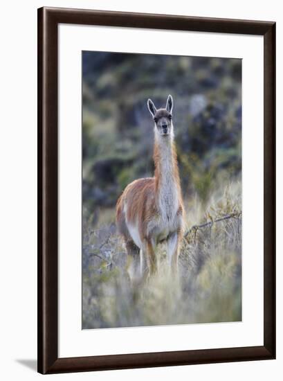 Chile, Aysen, Valle Chacabuco. Guanaco in Patagonia Park.-Fredrik Norrsell-Framed Premium Photographic Print