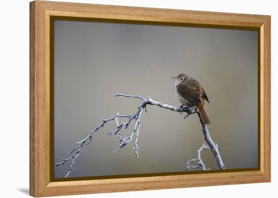 Chile, Aysen, Valle Chacabuco. House Wren in Patagonia Park.-Fredrik Norrsell-Framed Premier Image Canvas