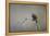 Chile, Aysen, Valle Chacabuco. House Wren in Patagonia Park.-Fredrik Norrsell-Framed Premier Image Canvas