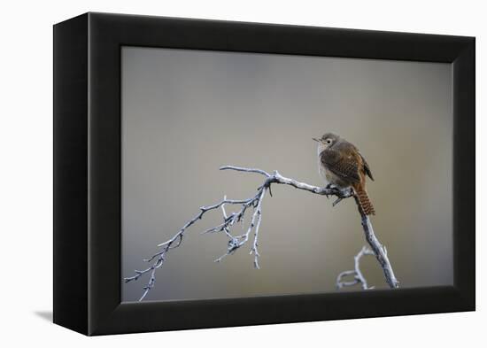 Chile, Aysen, Valle Chacabuco. House Wren in Patagonia Park.-Fredrik Norrsell-Framed Premier Image Canvas