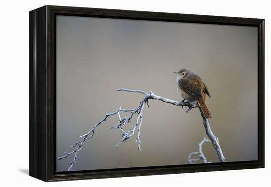 Chile, Aysen, Valle Chacabuco. House Wren in Patagonia Park.-Fredrik Norrsell-Framed Premier Image Canvas