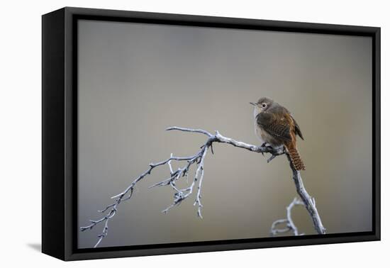 Chile, Aysen, Valle Chacabuco. House Wren in Patagonia Park.-Fredrik Norrsell-Framed Premier Image Canvas