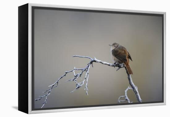 Chile, Aysen, Valle Chacabuco. House Wren in Patagonia Park.-Fredrik Norrsell-Framed Premier Image Canvas