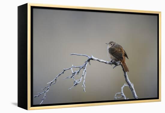 Chile, Aysen, Valle Chacabuco. House Wren in Patagonia Park.-Fredrik Norrsell-Framed Premier Image Canvas