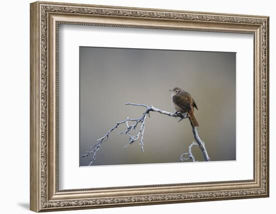 Chile, Aysen, Valle Chacabuco. House Wren in Patagonia Park.-Fredrik Norrsell-Framed Photographic Print