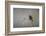 Chile, Aysen, Valle Chacabuco. House Wren in Patagonia Park.-Fredrik Norrsell-Framed Photographic Print