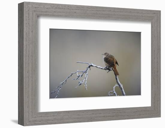 Chile, Aysen, Valle Chacabuco. House Wren in Patagonia Park.-Fredrik Norrsell-Framed Photographic Print