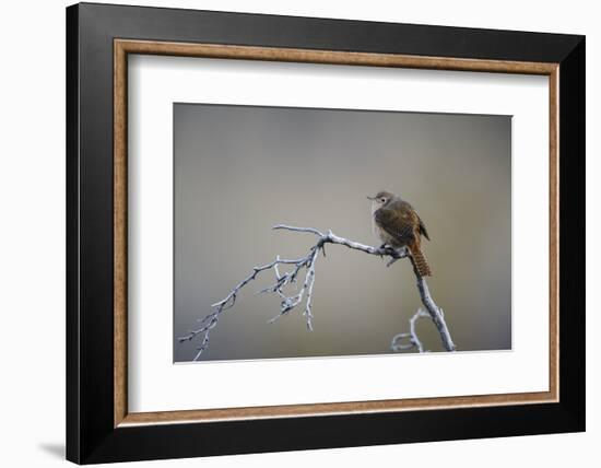 Chile, Aysen, Valle Chacabuco. House Wren in Patagonia Park.-Fredrik Norrsell-Framed Photographic Print