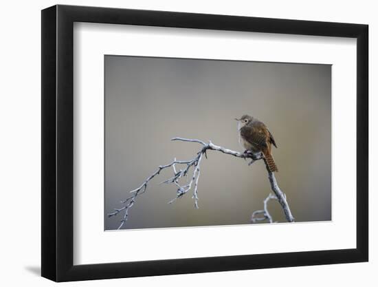 Chile, Aysen, Valle Chacabuco. House Wren in Patagonia Park.-Fredrik Norrsell-Framed Photographic Print