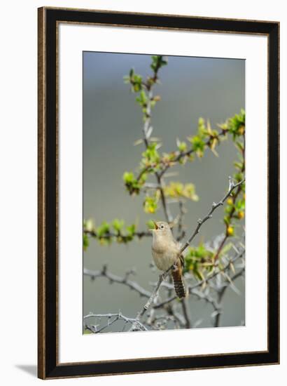 Chile, Aysen, Valle Chacabuco. House Wren in Patagonia Park.-Fredrik Norrsell-Framed Premium Photographic Print