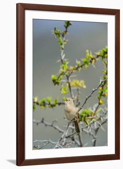 Chile, Aysen, Valle Chacabuco. House Wren in Patagonia Park.-Fredrik Norrsell-Framed Premium Photographic Print