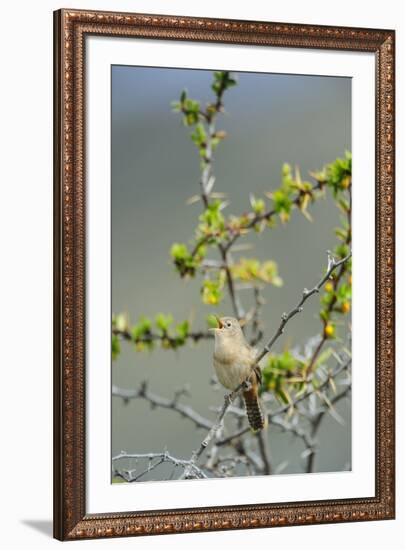 Chile, Aysen, Valle Chacabuco. House Wren in Patagonia Park.-Fredrik Norrsell-Framed Premium Photographic Print