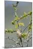Chile, Aysen, Valle Chacabuco. House Wren in Patagonia Park.-Fredrik Norrsell-Mounted Premium Photographic Print