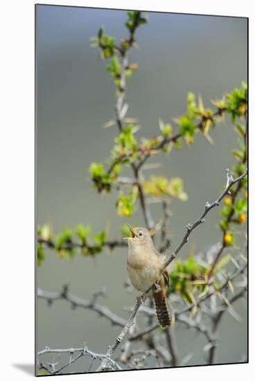 Chile, Aysen, Valle Chacabuco. House Wren in Patagonia Park.-Fredrik Norrsell-Mounted Premium Photographic Print