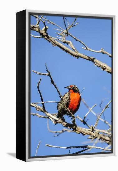 Chile, Aysen, Valle Chacabuco. Long-tailed Meadowlark in Patagonia Park.-Fredrik Norrsell-Framed Premier Image Canvas