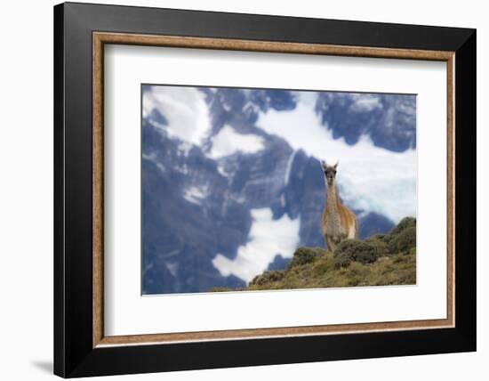 Chile, Guanaco-George Theodore-Framed Photographic Print