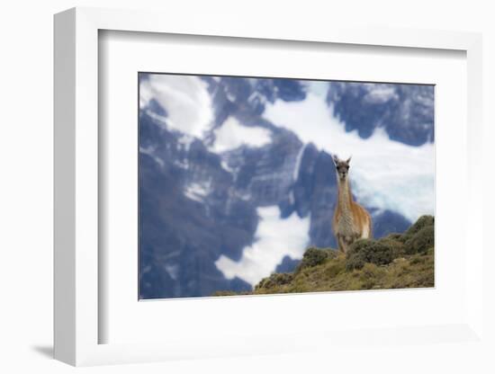Chile, Guanaco-George Theodore-Framed Photographic Print