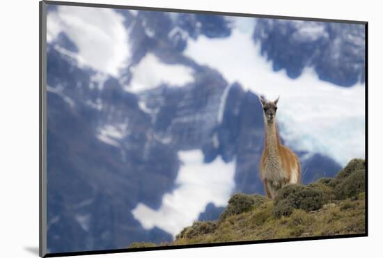 Chile, Guanaco-George Theodore-Mounted Photographic Print