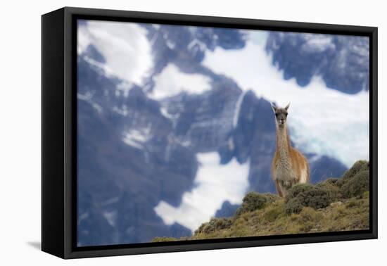 Chile, Guanaco-George Theodore-Framed Premier Image Canvas