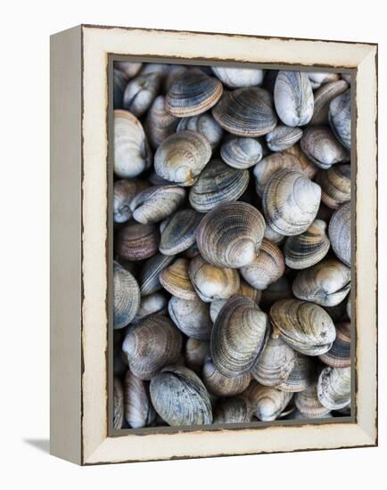 Chile, Los Lagos Region, Puerto Montt, Angelmo Harbor Market, Clams-Walter Bibikow-Framed Premier Image Canvas