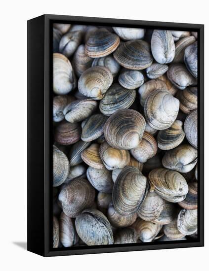 Chile, Los Lagos Region, Puerto Montt, Angelmo Harbor Market, Clams-Walter Bibikow-Framed Premier Image Canvas