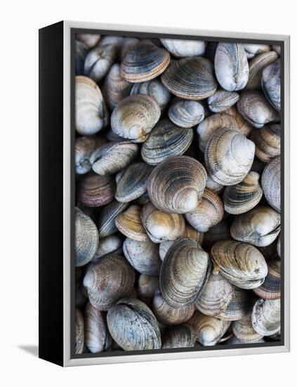 Chile, Los Lagos Region, Puerto Montt, Angelmo Harbor Market, Clams-Walter Bibikow-Framed Premier Image Canvas