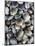 Chile, Los Lagos Region, Puerto Montt, Angelmo Harbor Market, Clams-Walter Bibikow-Mounted Photographic Print