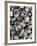 Chile, Los Lagos Region, Puerto Montt, Angelmo Harbor Market, Clams-Walter Bibikow-Framed Photographic Print