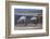 Chile, Pakana, Semi-Wild Llamas Drinking at the Tara Salt Lake-Mallorie Ostrowitz-Framed Photographic Print