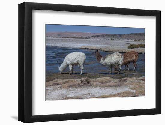 Chile, Pakana, Semi-Wild Llamas Drinking at the Tara Salt Lake-Mallorie Ostrowitz-Framed Photographic Print