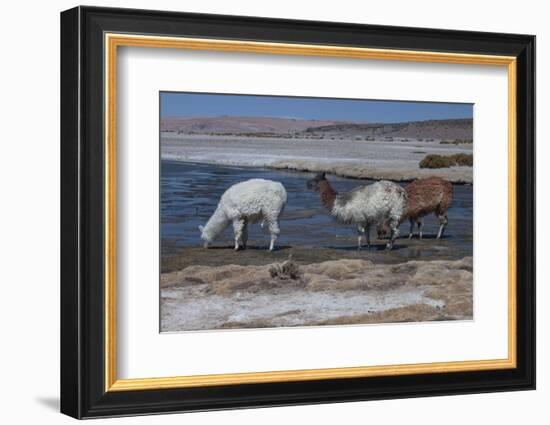 Chile, Pakana, Semi-Wild Llamas Drinking at the Tara Salt Lake-Mallorie Ostrowitz-Framed Photographic Print