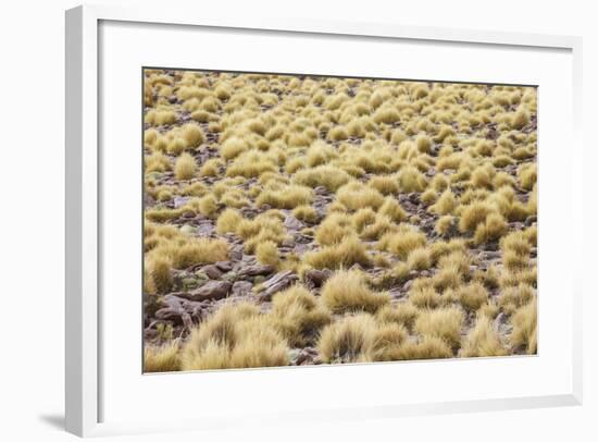 Chile, Pampas Incahuasi, Ischu Grass-Jutta Ulmer-Framed Photographic Print