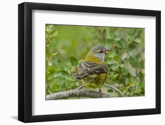 Chile, Patagonia. Black-chinned siskin on limb.-Jaynes Gallery-Framed Photographic Print